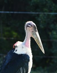 Close-up of a bird