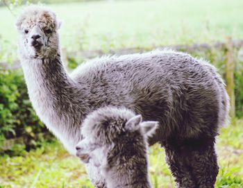 Sheep standing in a field