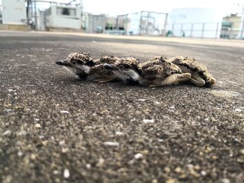 Close-up of a cat lying on street