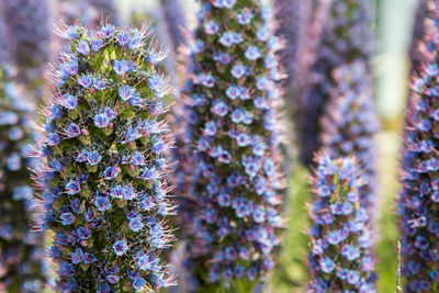 Close-up of purple flowers