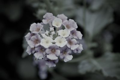 Close-up of white flowers