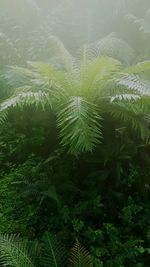 Trees on landscape