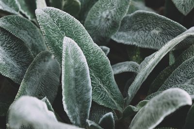 Close-up of plant leaves during winter