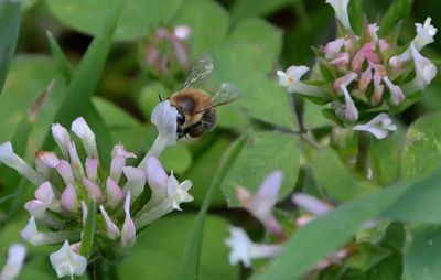 Close-up of bee on flower