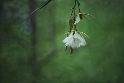 Close-up of white flower hanging on plant