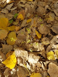 Close-up of yellow autumn leaves