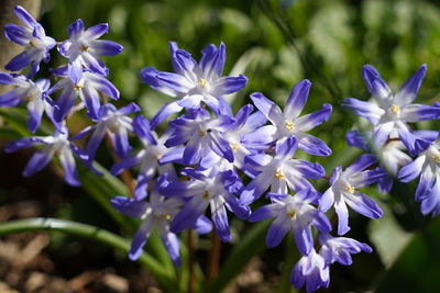 Close-up of purple flowering plants