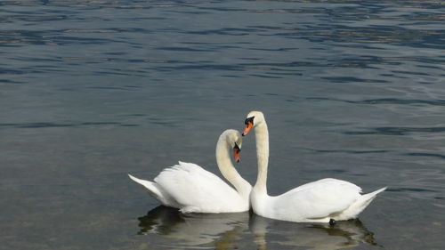 Swans swimming in lake