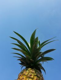 Low angle view of pineapple leaves against blue sky