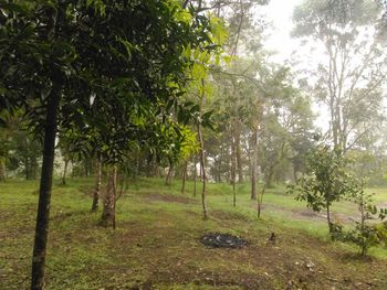 Trees in forest