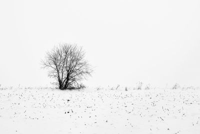 Bare tree on snow covered landscape against clear sky