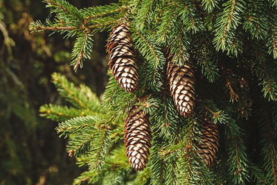 Spruce branch with cones, fir tree in the forest