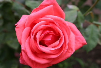Close-up of pink rose