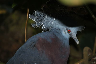 Close-up of bird 