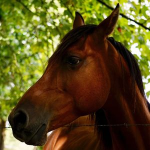 Close-up of horse in ranch