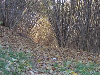 Trees in forest