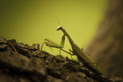 Close-up of plant against blurred background praying mantis