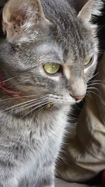 Close-up of a cat looking away