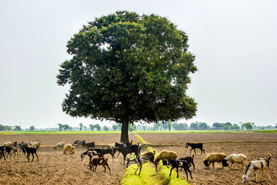 View of sheep on field