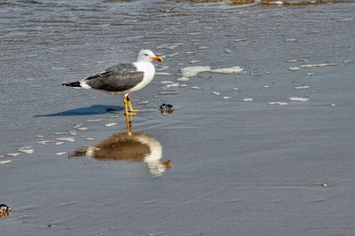 Seagull perching on shore