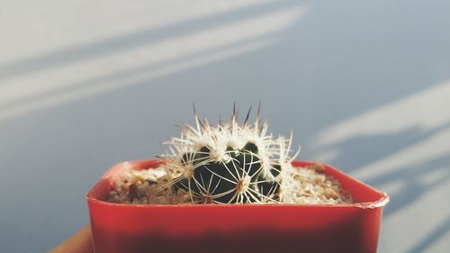 Close-up of cactus on table
