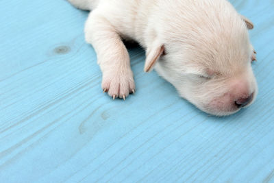 High angle view of puppy sleeping on floor