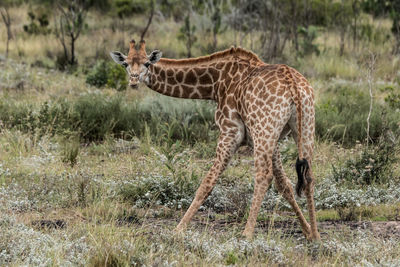Side view of giraffe standing in grass