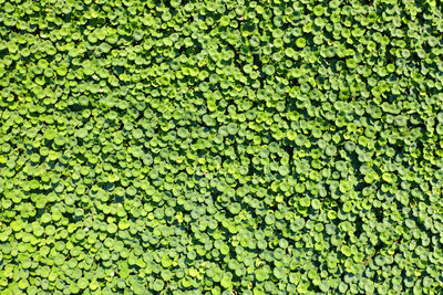 Full frame shot of leaves floating on plant