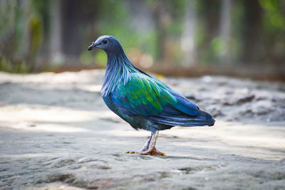 Close-up of bird perching on a land