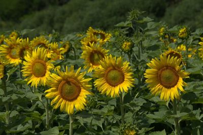 Close-up of yellow flower blooming in field