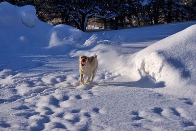 Dog standing on snow covered land