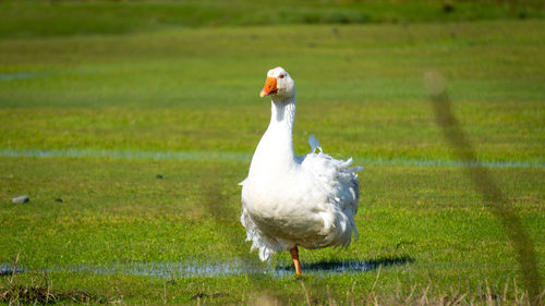 View of bird on land