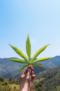 Person holding plant against sky