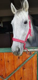 Close-up of a horse