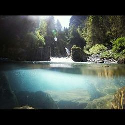 Reflection of trees in water