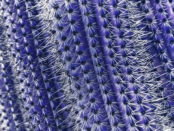 Detail shot of cactus plant