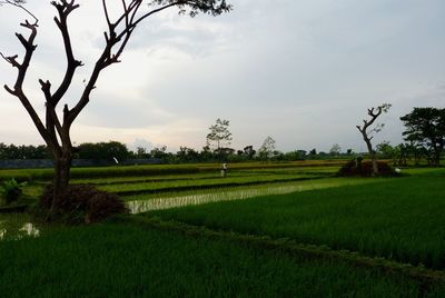 Scenic view of agricultural field against sky