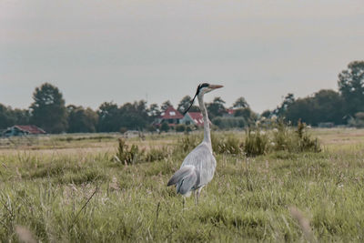 Gray heron on field