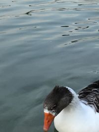 High angle view of swan swimming in lake