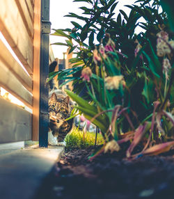 Cat on plant