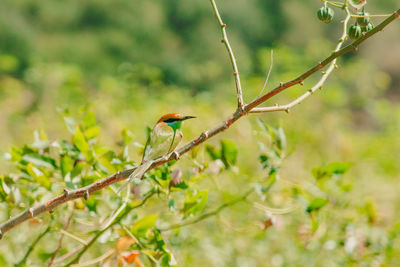 Chestnut-headed