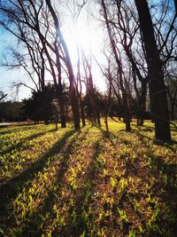 Scenic view of grassy field against sky