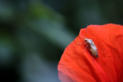 Close-up of insect on red flower