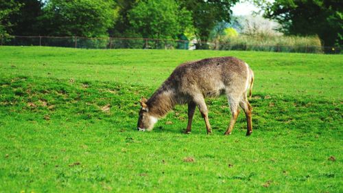 Horse grazing on field