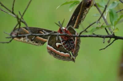 Close-up of butterfly on plant