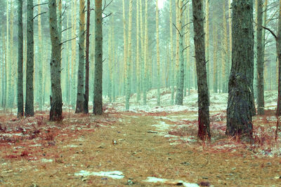 Trees in forest