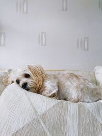 Dog resting on bed at home