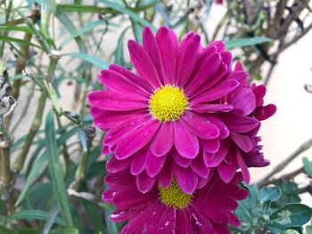 Close-up of pink flower