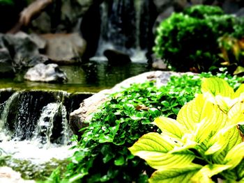 Close-up of plant growing on rock