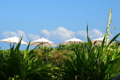Close-up of plants against blue sky